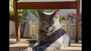 DIY Cat Netting | Catnets