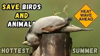 Beat the Heat: Simple Ways to Protect Birds and Animals This Summer | Zoom in out | Help wildlife
