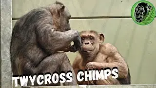 Twycross Chimps
