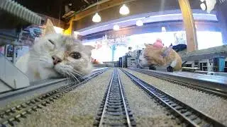 &ldquo;Cat Chaos You Can Only Experience Here 🐾🚂 Diorama Shokudo&rsquo;s Unique Charm&rdquo;