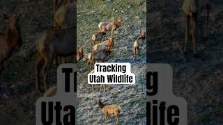 Elk Spotting - Wildife Viewing - In Utah's Mountains