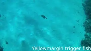 Yellowmargin trigger  fish