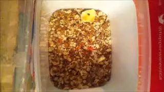 Dermestids: Attagenus unicolor Time-Lapse #3