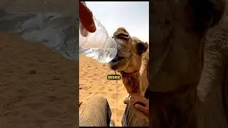 He Gave This Camel His Last Water. It Saved His Life 🐪💔