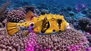 Top 10 Of The Most Dangerous Animals Underwater