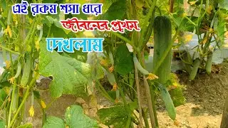 প্রতি গিরাই শসা ধরার এমন দূশ্য জীবনে প্রথম দেখলাম। Cucumber yield per hectare। #krishi #cucumber2025