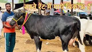 Pashu Mandi Dabwali | 03-07-2022 | cows for sale
