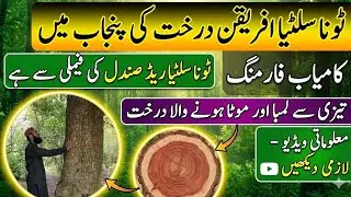 Toona seletiya farming] Plants are available