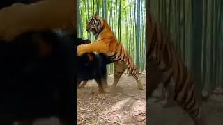 Tiger vs Tibetan Mastiff: The Ultimate Jungle Clash! 🐯🐕