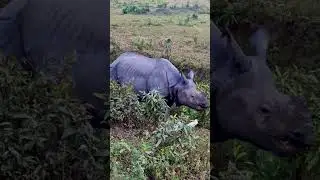 Endangered One Horn Rhino #wildlife #outdoors #nature #india #travel #rhino
