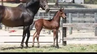 2017 Lord Carnaby / Hohenstein / Grandus Oldenburg GOV Colt