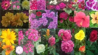 nursery visiting part 2 beautiful flowers collection 