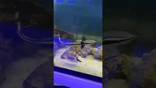 Remora! Shark sucker