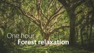 one hour forest relaxation - slowly floating forest images and ambient music for relaxation