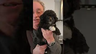 Adoptmycanin.com présente 3 femelle shichon né  24 février 2025 disponible  l'adoption 514-926-6909