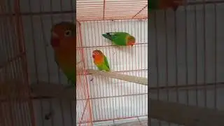 Fisher parrot breeder pair😱🦜 #bird #parrot #lovebird #1ksubscribers #viral #shorts #shortvideo