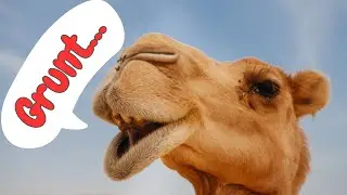 Camel Sounds & Facts for Kids
