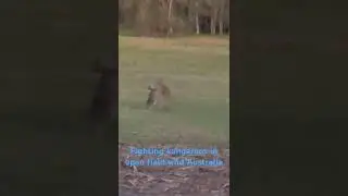 Wildlife #australia #wildlife #boxing#kangroo #youtuber #historydocumentary