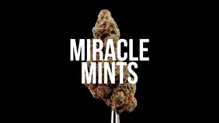 420 Evolution 30/1 CA MMI: Miracle Mints Review