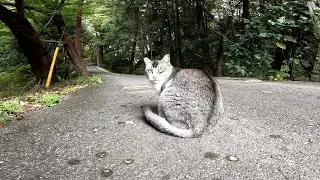 猫神社にいた猫神様は参拝者がいても・・・