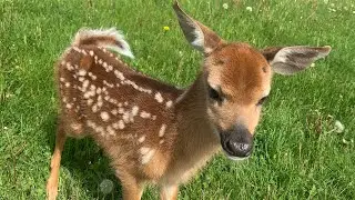 Whitetail Fawn
