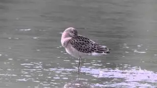 Ruff at Wilstone