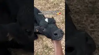 Please support our farm ❤️ #animals #charity #elderly #help #country #cow #dontbecruel