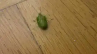 CIMICE VERDE (GREEN BUG)