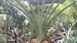 Sansevieria hybrid 'Katana'