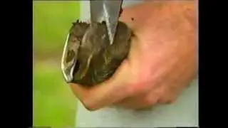 How to Trim the Hooves a Goat