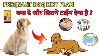 5 Weeks Pregnant Female Dog Diet Plan