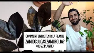 Comment entretenir la plante Zamioculcas zamiifolia? (ou ZZ plante)