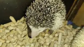 🥰🦔 Ёжик Фара родила ежат. День 25. Fara hedgehog gave birth hedgehogs #ezhikafro #hedgehog #animals