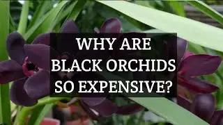 black orchids