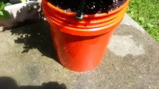 Куст чернично-персикового сорбета