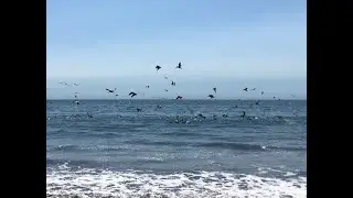 Diving Brown Pelicans at Stinson Beach, California