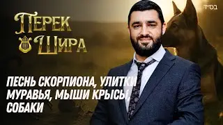 Перек Шира: Скорпион. Улитка. Муравей. Мышь. Крыса. Собака. (Рав Исраэль Якобов) Песнь Творения. #51