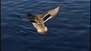 Duck landing on water [slow motion] [4k]