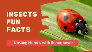 Insects Fun Facts Nature Discovery Educational Resource HD Videos of Closeup Capture
