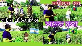 কৃষকদের ধান কাটার প্রতিযোগিতা।। Competition of farmers to harvest paddy #sinha stv