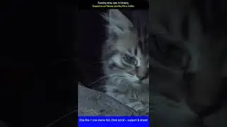 Ukraine's Stray Cat Crusader Feeding the Forgotten