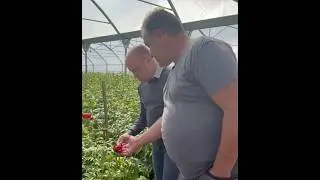 Interview Mammoliti, mara&icirc;cher, producteurs de fleurs