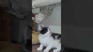 An adorable kitten protects its space. #cat #kitten #cats #kittens #cute