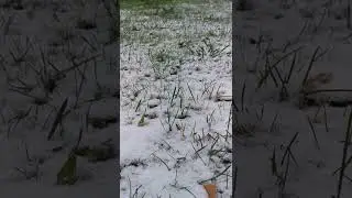Он таки выпал...снег He did fall out, snow#shorts