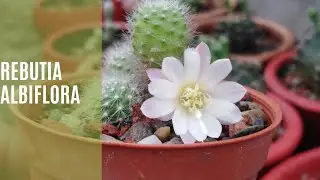 Rebutia albiflora