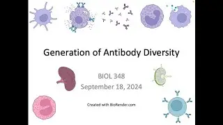 Immunology Fall 2024: Lecture 11 Generation of Antibody Diversity (VDJ Recombination) Part 1