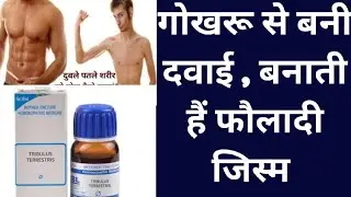 गोखरू से बनी दवाई,बनाती हैं फौलादी जिस्म, tribulus terrestris benefits in hindi, gokhru ke fayde