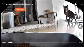 cat gets scared of feeder