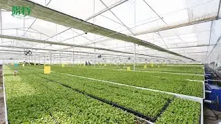 Young Plants | Wholesale Tissue Culture Plants Manufacturers, Stable Quality and Rich Varieties