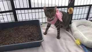 Ellie - Naturally Fresh Cat Litter